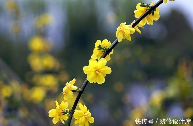 养护|这3种花养成老桩价值高,养得越久越美,喜欢的别错过