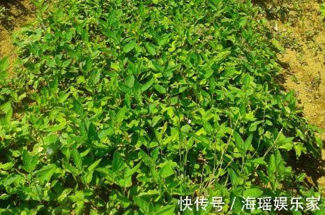 泡菜凉拌|这野草人称“草石蚕”,以前被人瞧不起,现在泡菜凉拌都不错