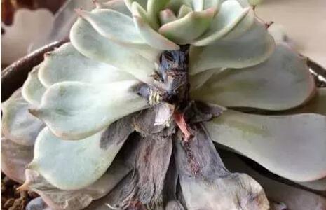  正午|多肉度夏8大死亡原因，不知道，你的多肉就危险了！