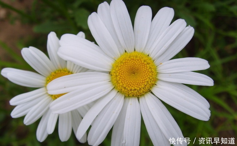 喜欢在家中养护花卉,就选择好养易活,花色艳丽,爆盆简单的花卉