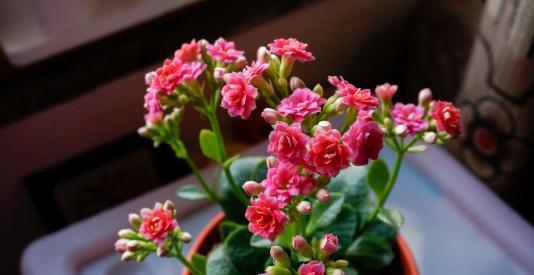 郁金香|6月养花有讲究,4种花再喜欢也别买,难度夏白费力浪费钱