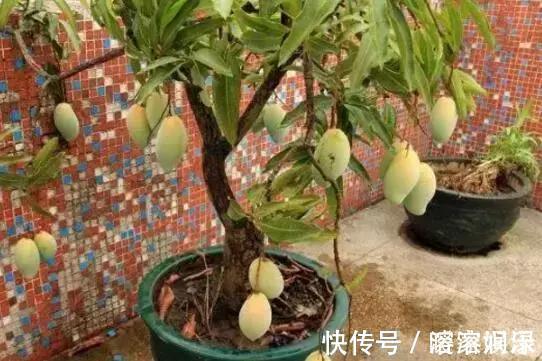 芒果吃完籽别扔了，这样处理，不出3年就能在花盆里开花结果了！