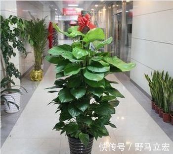 养花|大又深的花盆不讨喜?养上这些花,做好几件事,大气又漂亮!