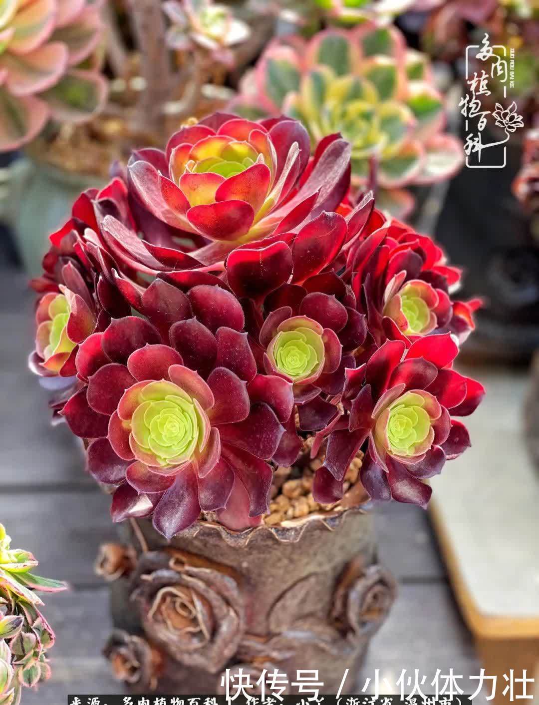 多肉|繁华落幕尽铅华,姹紫嫣红刹那,余生不长,因爱而芳华!