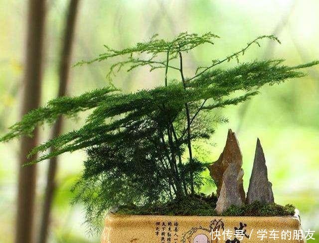 养好文竹,3个技巧,一剪秀气,二剪疯长,四季油绿,全在你掌握!