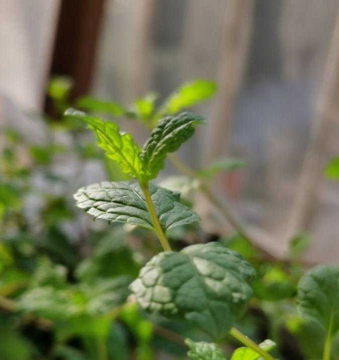 把薄荷养到枝叶繁茂爆盆，从“3点”做起，三个月后大变样