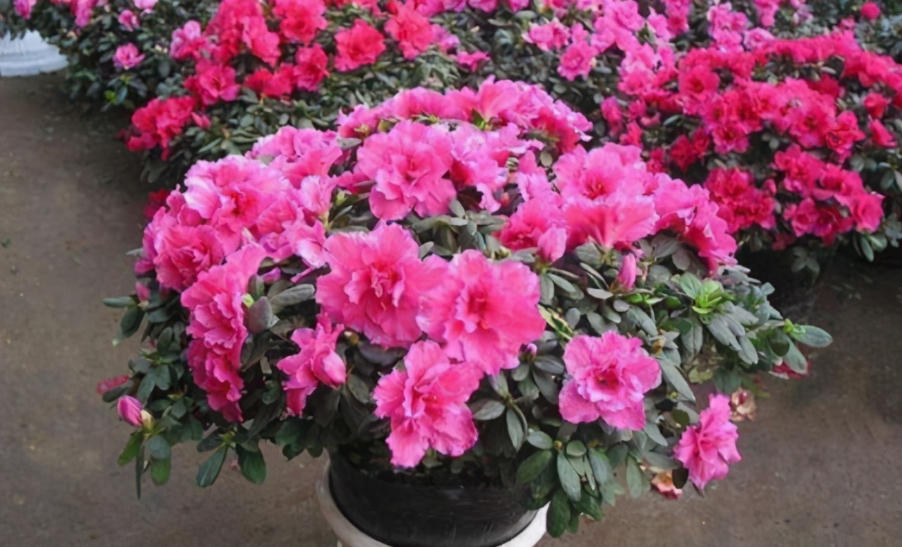 光照|养杜鹃花，掌握住换盆、浇水、光照技巧，新人盆栽一样年年开花