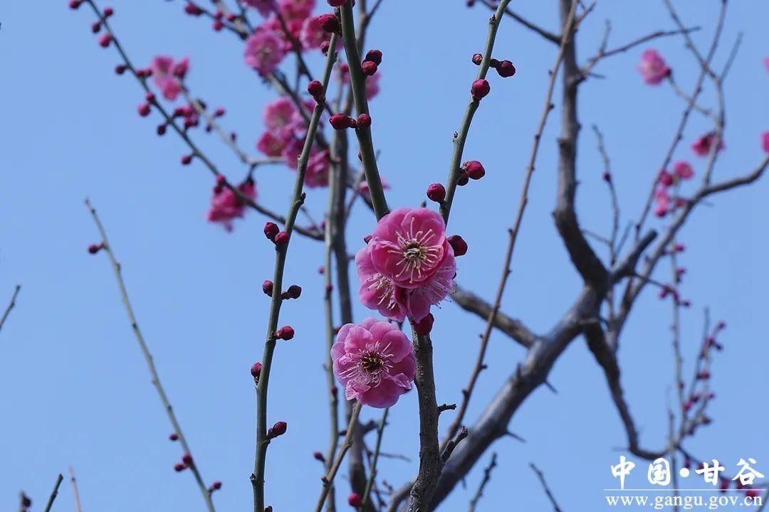 【春日印象】甘谷：梅花盛开春意闹