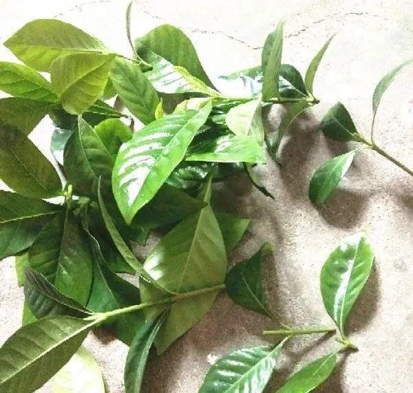 家里养了月季，花后使劲剪，越剪越开花，真省心