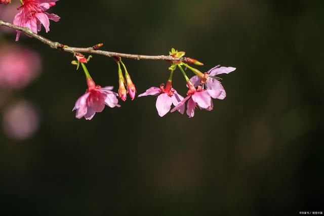 三角梅|樱花诗词14首:江南四季仍然美，不管秋冬都有樱