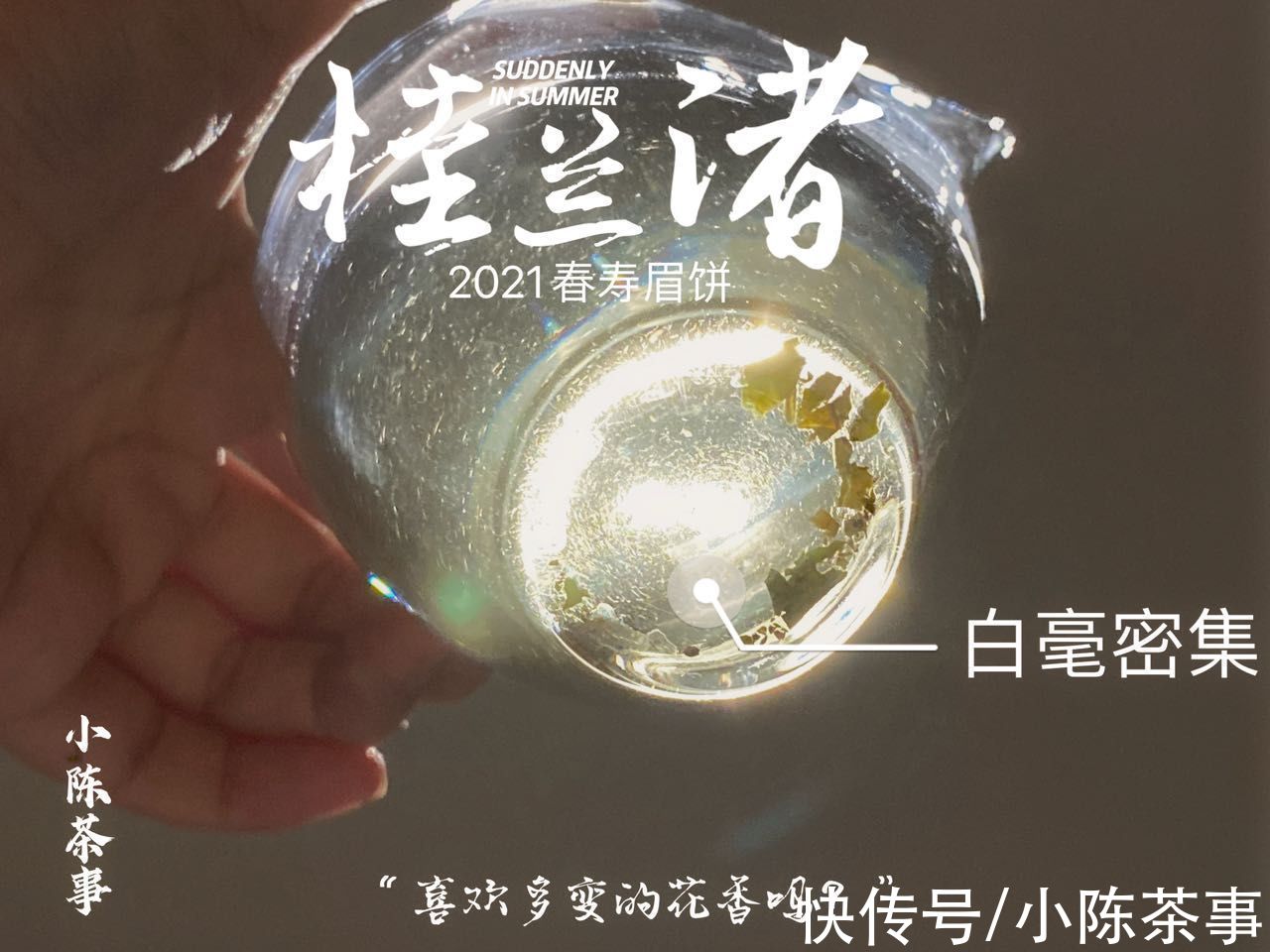 寿眉散茶#购买白茶选散茶，还是饼茶？从3个角度出发，看完再做决定也不迟