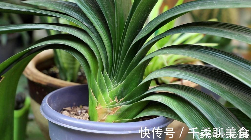 烂根|养君子兰，掌握4个养护“技巧”，根系粗壮，叶子油绿光亮