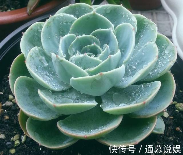 多肉不能随便养，挑这3个品种，三五年成老桩，价值涨了不少