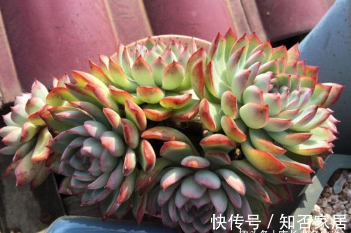 多肉雨燕座和灵影都有红边，但前者乱扔都能活，后者却美到不想扔