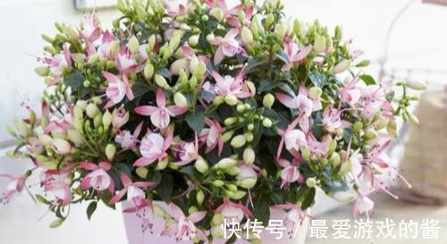 一个月|10大吉祥花，好养又高档，家里养一盆，有花有果招财又旺家