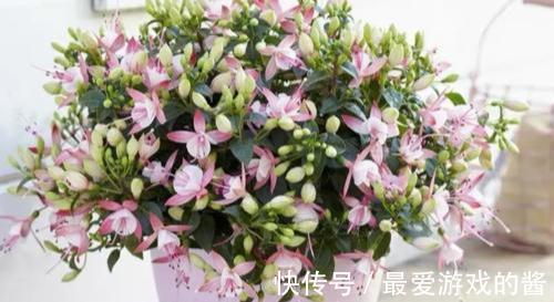 10大吉祥花,好养又高档,家里养一盆,有花有果招财又旺家
