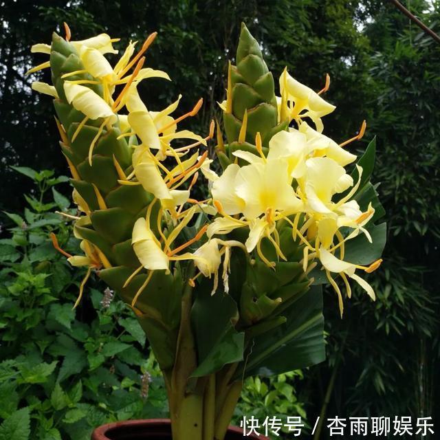 清香|6种佛教圣花，个个都是吉祥花，家里养一盆，养心又养身