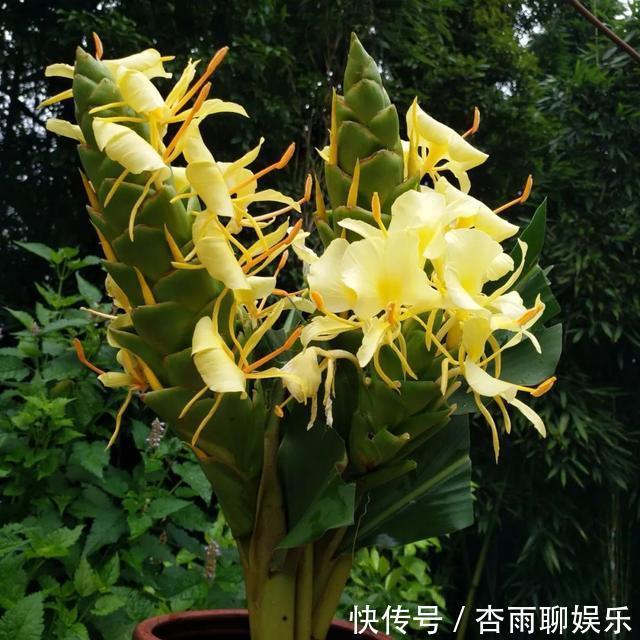 6种佛教圣花,个个都是吉祥花,家里养一盆,养心又养身