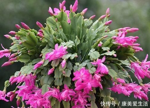 4种花漂亮又好养,比牡丹好看,养上一盆四季欣赏,好养活还不贵