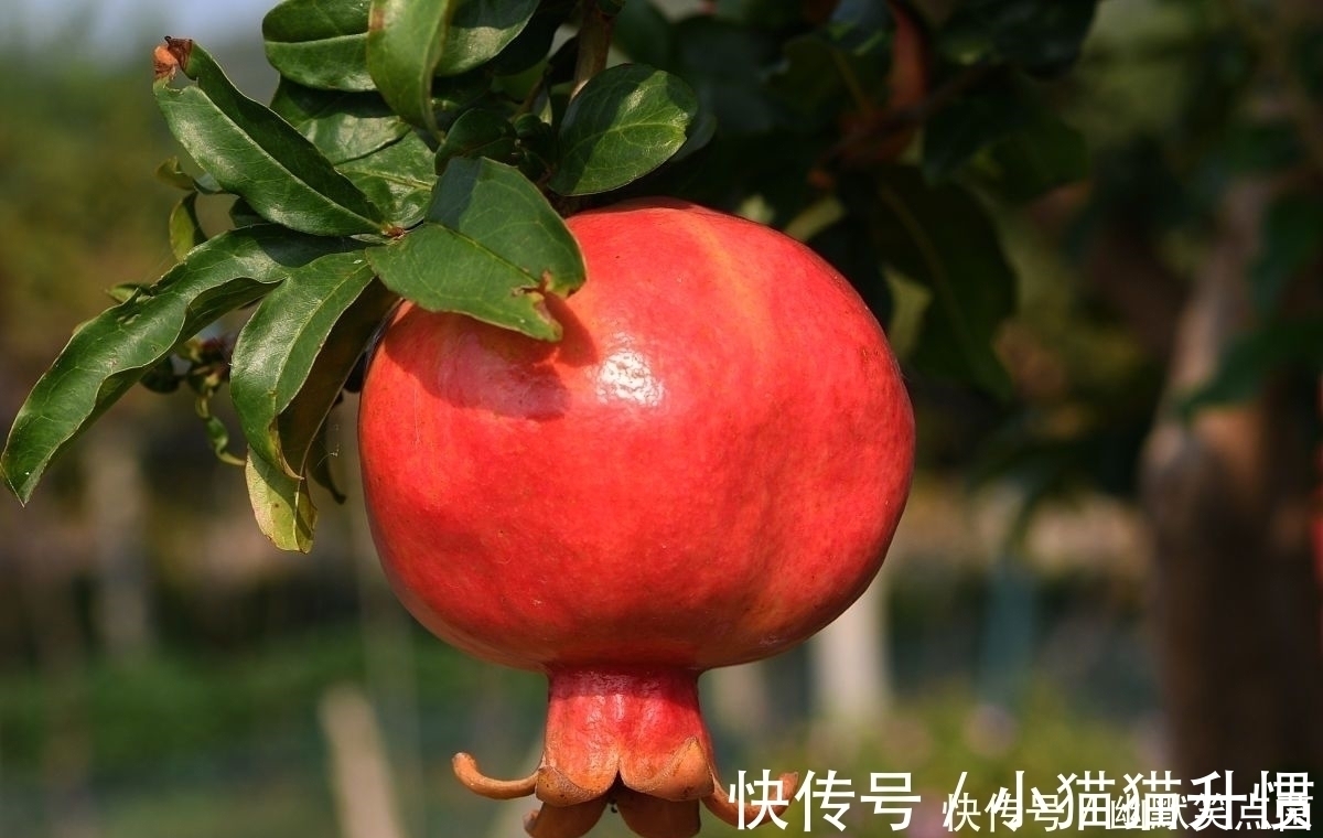 在自家农村院子里种什么树寓意比较好?下面7种树很适合