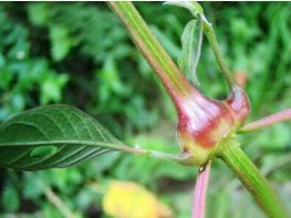 农村|这东西吃了以后“力如牛”，在农村很普遍，很多年轻人有需求却不知道