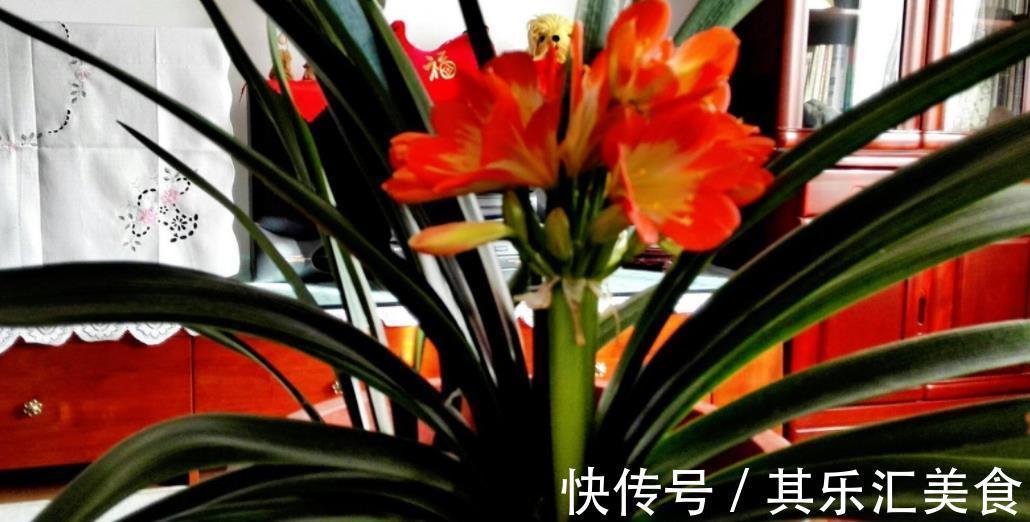 花盆|君子兰出现3个问题，定要及时改正，不然黄叶烂根，冬天没花看