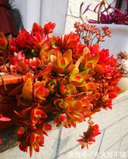 5种高颜值普货多肉,12月养一盆正当时,便宜好养上色美