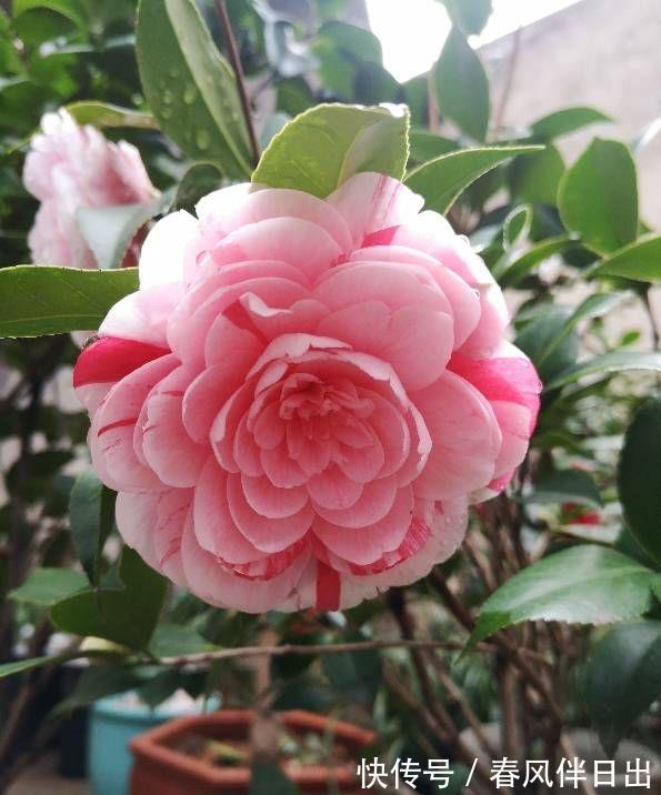 夏天|院子里养四种花，夏天冬天都不怕，花大艳丽，好看又顽强