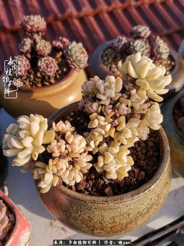 养多肉近四年，一路的走来，阳光总在风雨后！