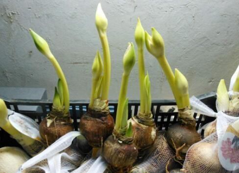 朱顶红开花之后，一个“小动作”，又开一茬花，花大色艳特别美