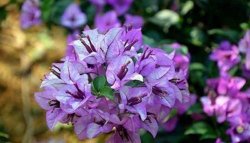 这三种花不爱喝水没事多晒晒,憋出一圈大花苞,越养越贵气