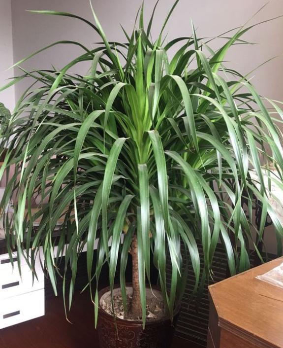 龙血树就要“惯”着养,满足“小爱好”,10年不烂叶,茂密油绿