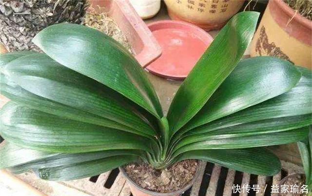 核桃壳|养君子兰,添3“东西”,解决3“难题”,叶子常年油绿发亮