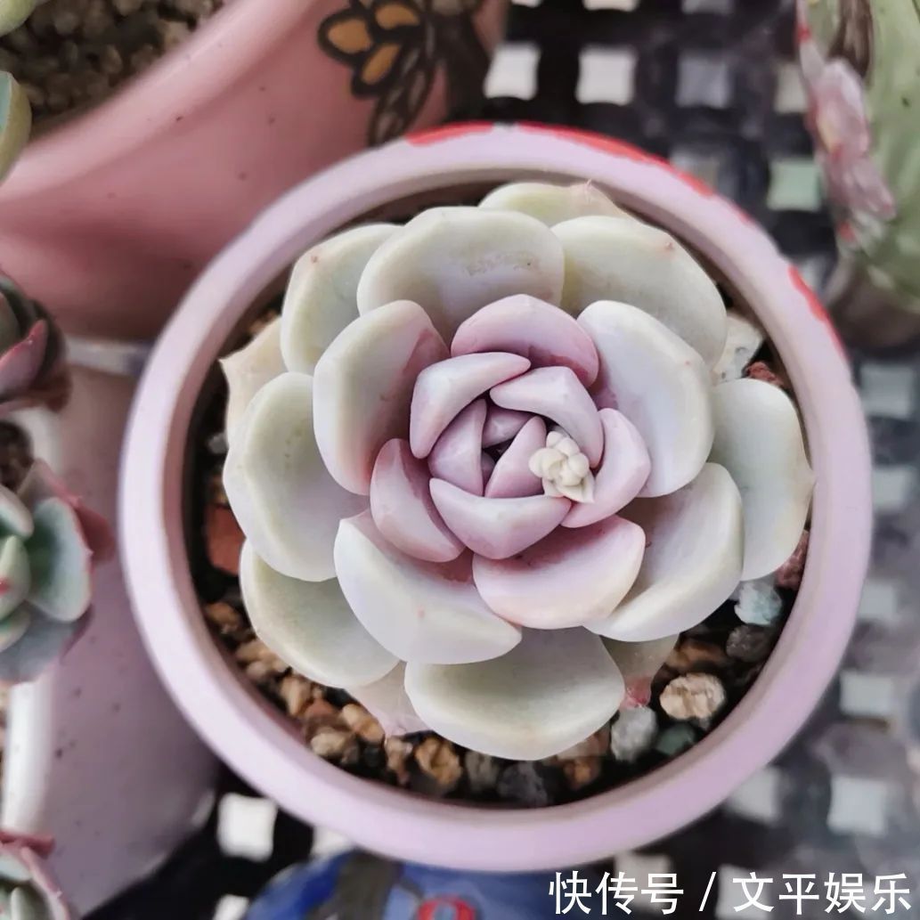 一组逆袭成功的多肉给它时间,它就会给你好看!