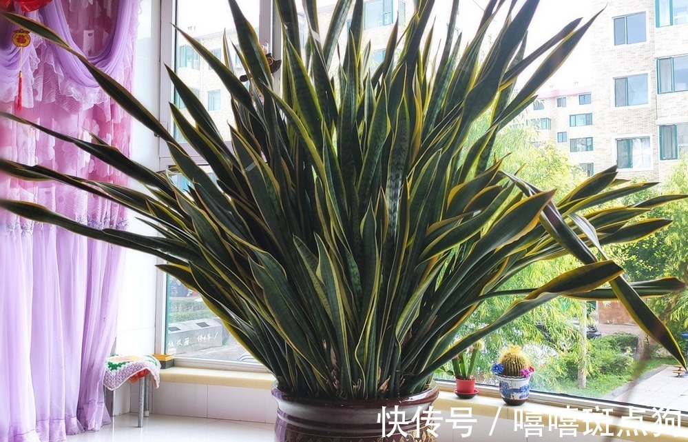 室内想养大盆镇宅花,建议从这10种里面选,听名字就很霸气