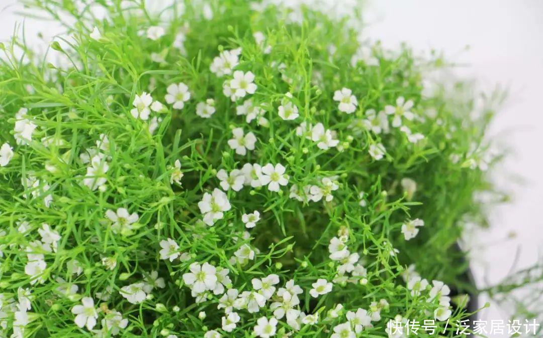 养花技巧:冬天最娇气的9种花,不要随便买,养不活浪费钱