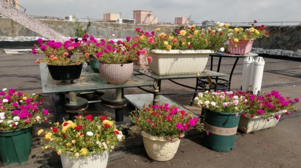 养太阳花、长寿花、石竹,春天把握住“细节”,开花才漂亮