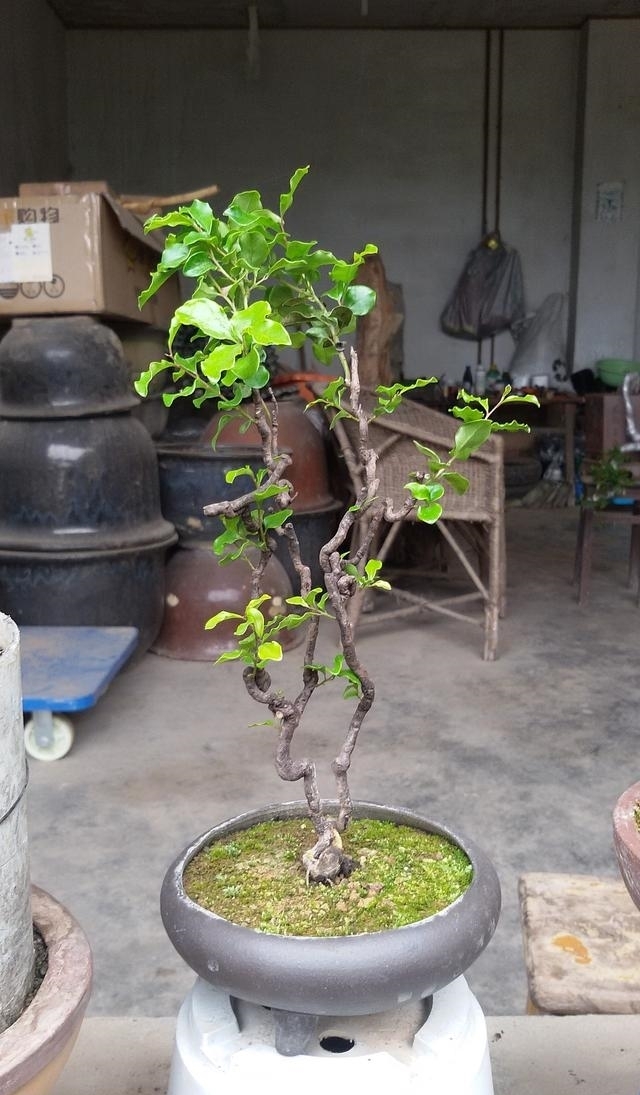 不要在养马齿苋树、玉树了，这种植物山上挖一棵，养成老桩巨值钱