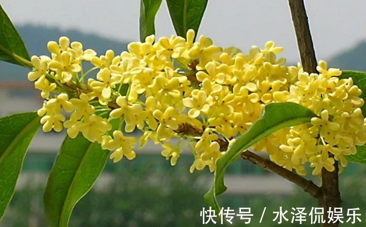 4物|会吃的人更健康，女性不妨坚持吃4物，美颜瘦身排毒清脂