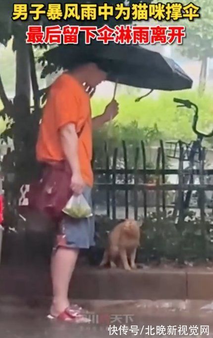 风大雨|男子暴雨中为流浪猫撑伞，最后留下伞冒雨离开！网友：温柔从不缺席