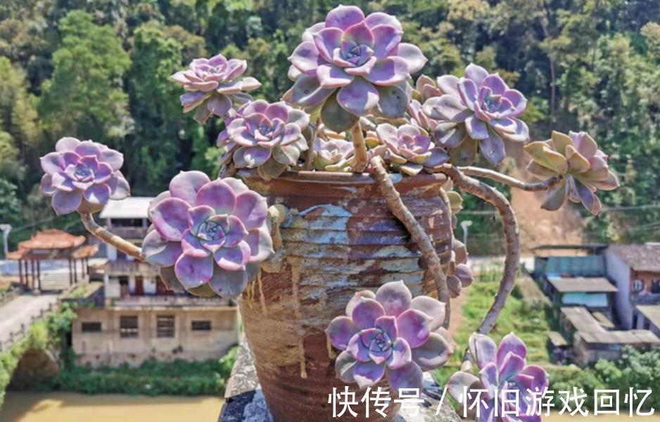 新手小白养多肉,6种品种随便一样,越冷状态越好看,值得拥有