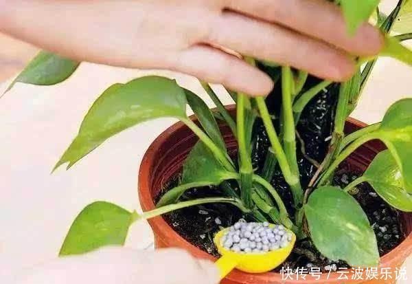 盆栽|家里无论养啥花,提前做“3步”,以后虫子少、不烂根