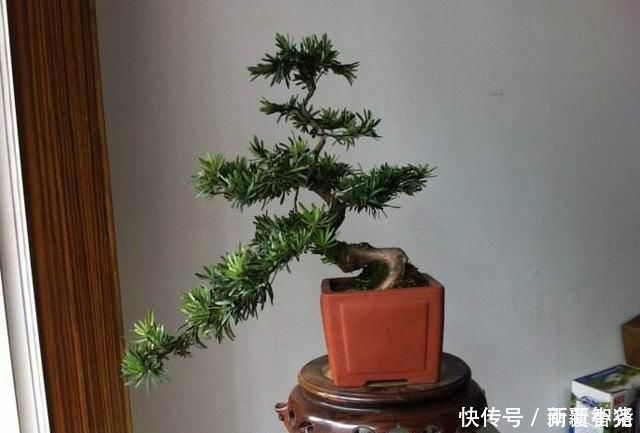 净化|家里养这4种植物,旺财镇宅,净化空气又好看,养一盆特别值