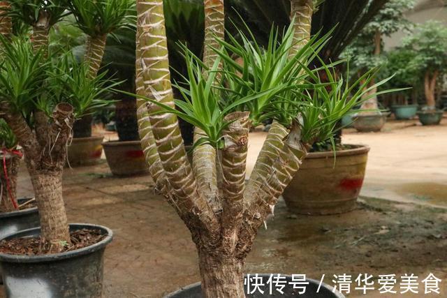 龙骨|室内想养“大盆镇宅花”,建议从这10种里面选,听名字就很霸气