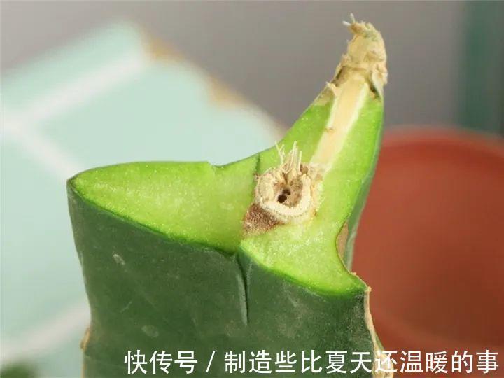 要点|养护蟹爪兰,要注意8个要点,才能开出仙气飘飘花