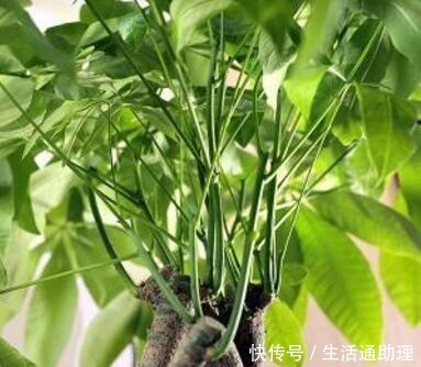 4种“树”养客厅,越养越有“有福气”,“懂花”的人都喜欢!