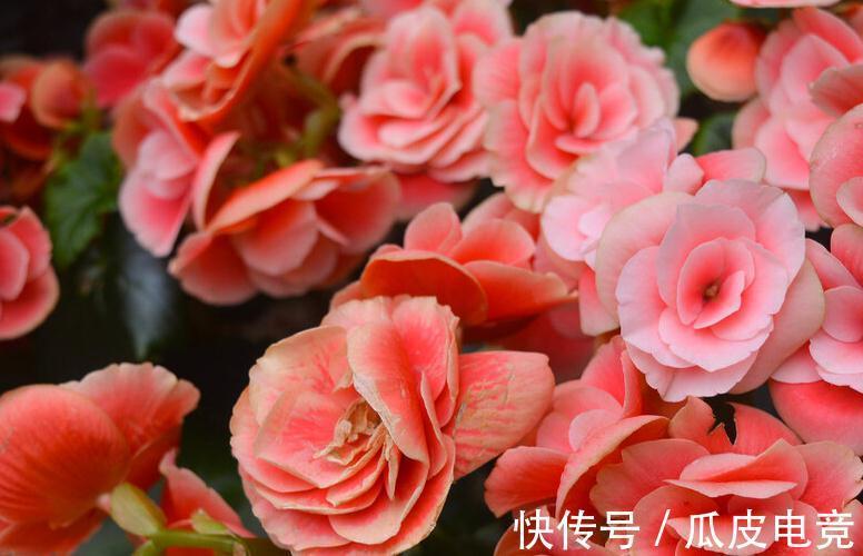 马上进入2022年,新的一年即将开启,为你推荐25种漂亮的花卉