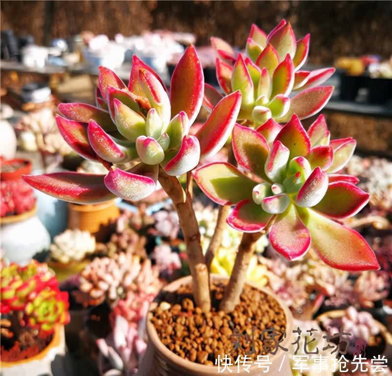 秋冬|他养多肉10多年,总结出9个易出“高价老桩”的品种,适合新手
