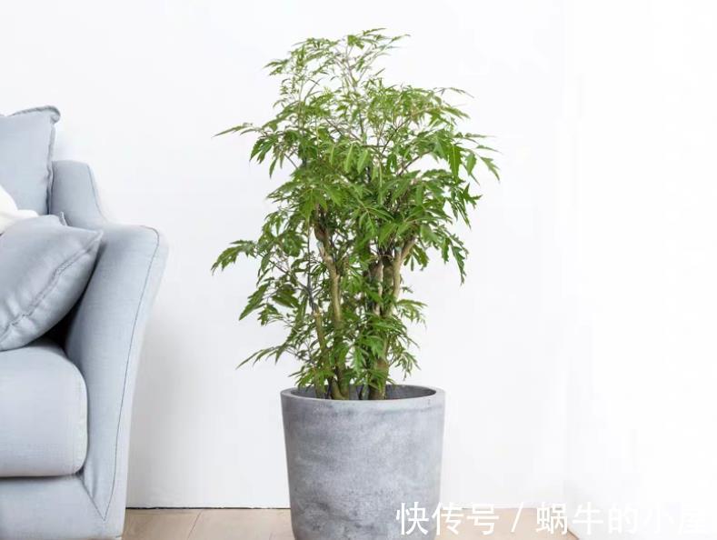 花草|盆栽养花如何预防烂根？从这4方面下手，几率一降再降