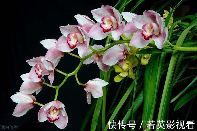 富贵竹|扔花正当时!垃圾桶边看到4种花,赶紧捡回家,一个月就能大变样